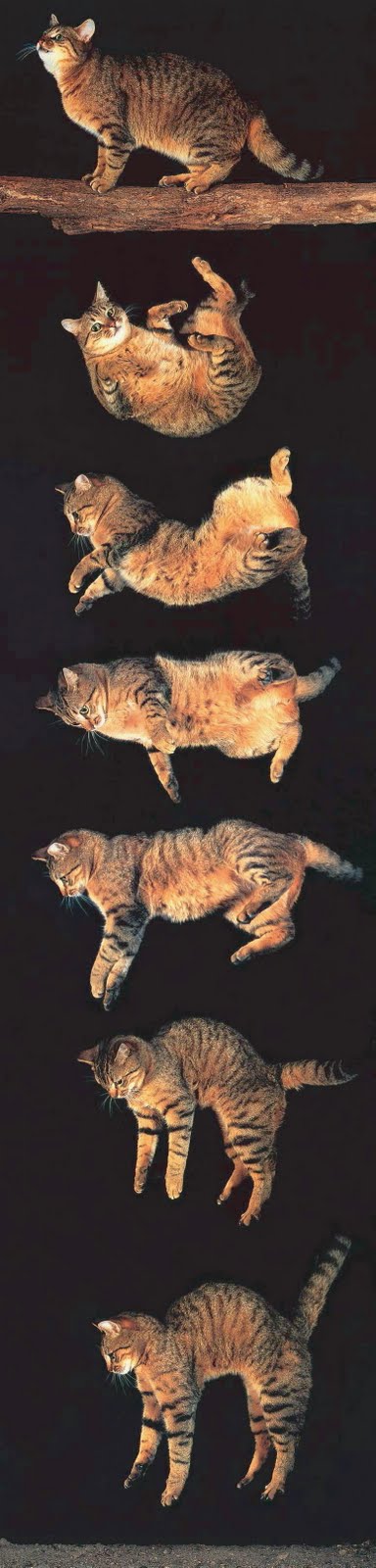 Why Cats Can Jump So High Physics Why Cats Can Jump So High Physics