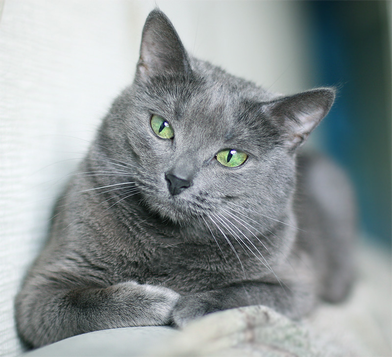 Photography Blog Adorable Russian Blue Cat