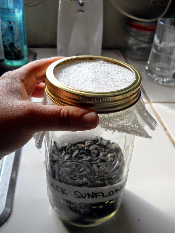 Alisha's Homesteading Blog Growing Black Oil Sunflower Seed Sprouts