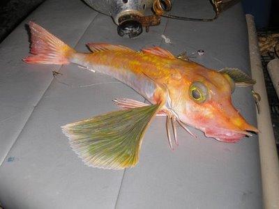 beautiful+fish+unique+weird