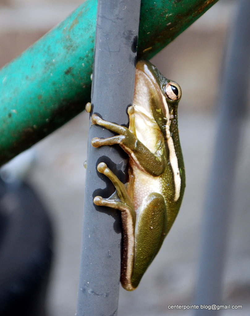 Centerpointe Communicator: American green tree frog