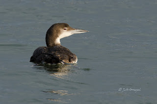 Colimbo grande, Gavia immer, Great Northern Diver