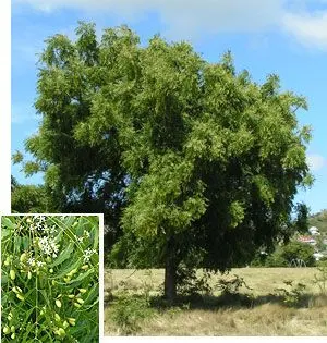 El Neem para curar el vitiligo