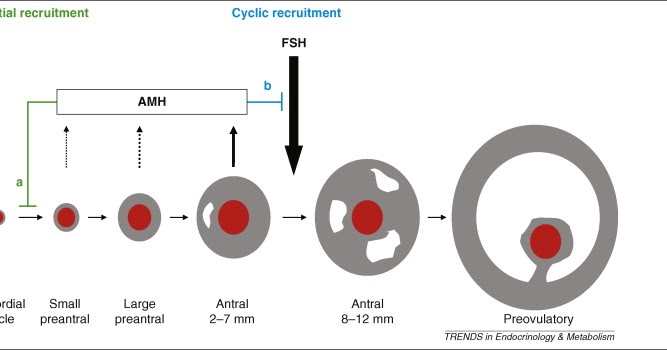 a pursuit to perpetuate my genes the dhea and amh paradox ovary size chart