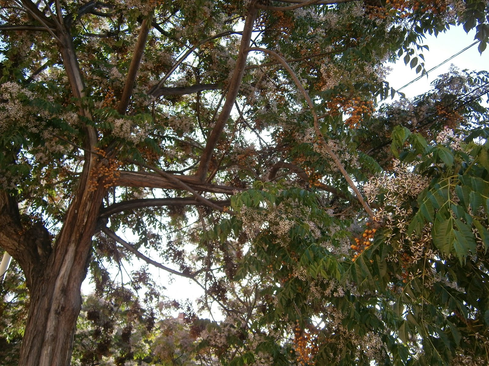 高層アパートから バナナの木もどき