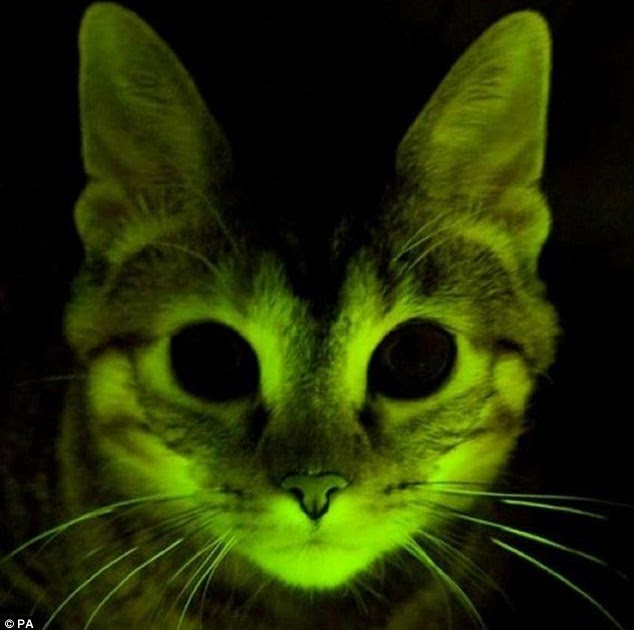 The animal zone Glow in the dark cats Gene that lights up under green