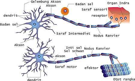 Indonesiaku Latihan Soal Biologi Kelas Ix Smp Bab Sistem Saraf Sistem Koordinasi Indonesiaku Latihan Soal Biologi Kelas Ix Smp Bab Sistem Saraf Sistem Koordinasi