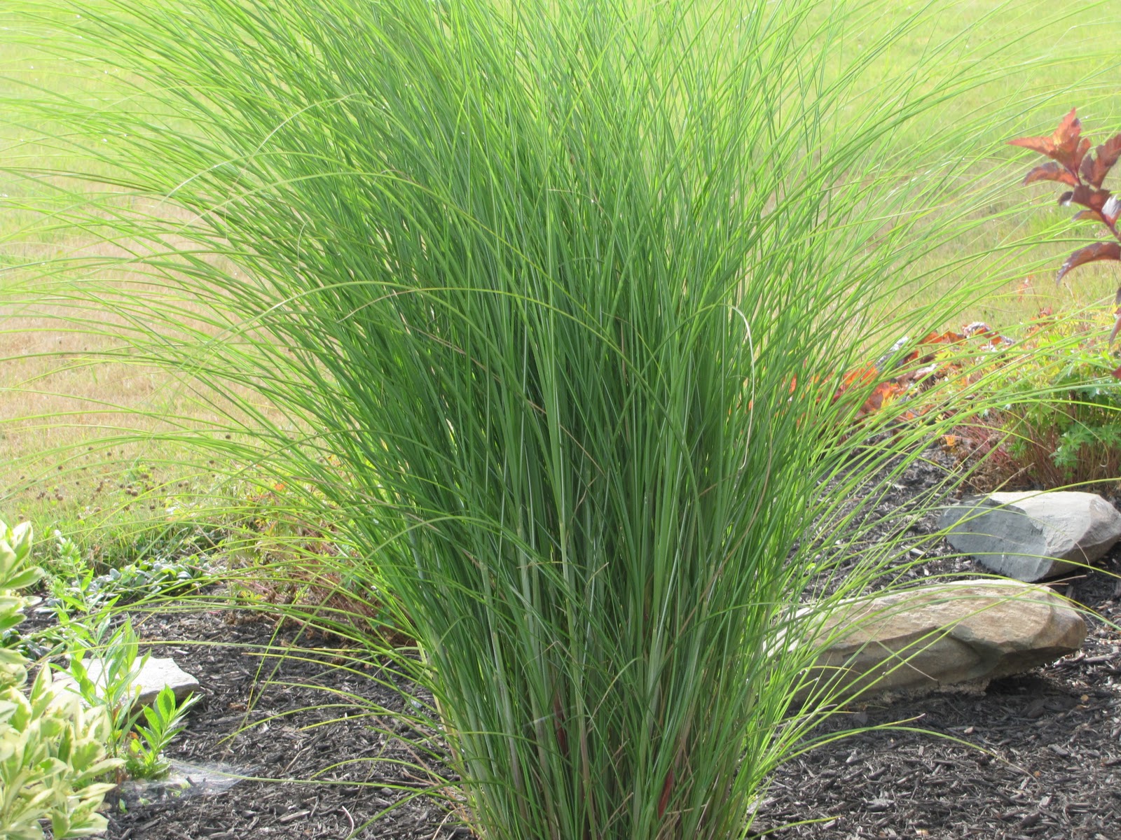 What To Do With Ornamental Grasses In Spring