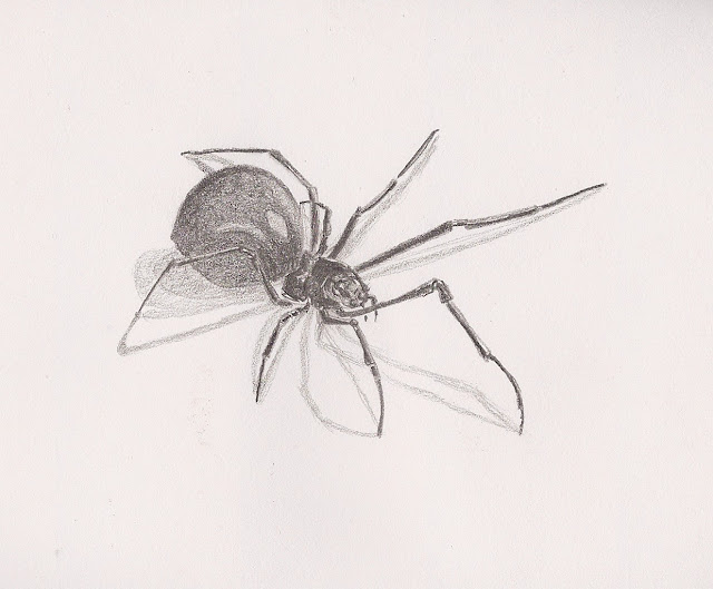black widow drawing