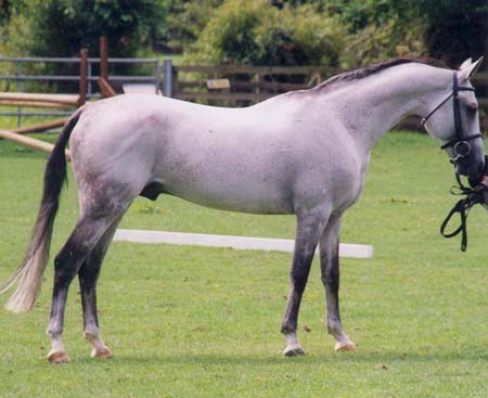 HD Animals Wallpapers: Akhal-Teke Horse
