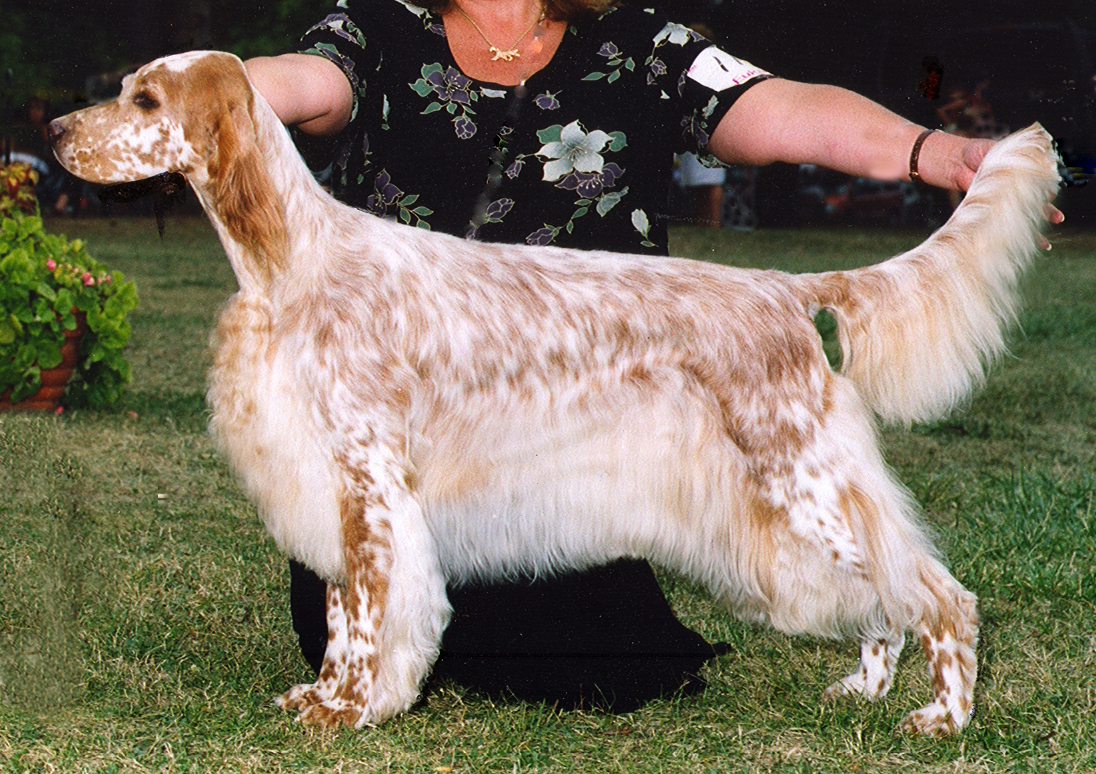 Linwood English Setters PUPPET