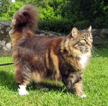 Blog Dedicato Ai Gatti Norvegesi E Certosini