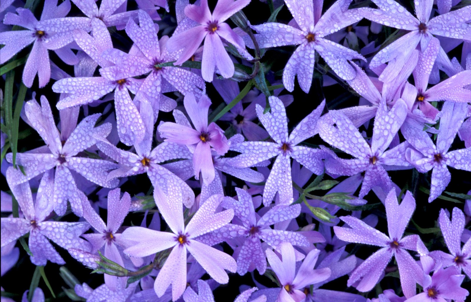 Kentucky Native Plant and Wildlife Plant of the Week Starry Cleft