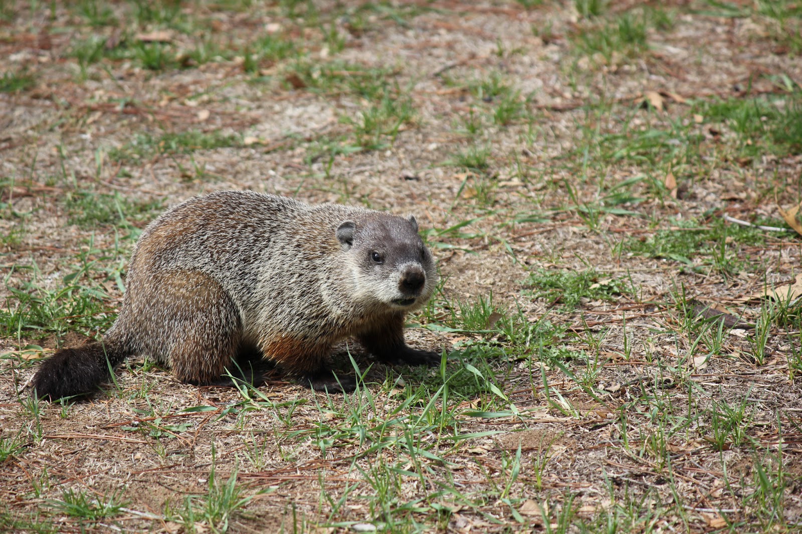 The Cabin Countess Woodchuck In Our Yard