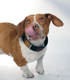 World's ugliest dog contest won by Beagle-boxer-basset