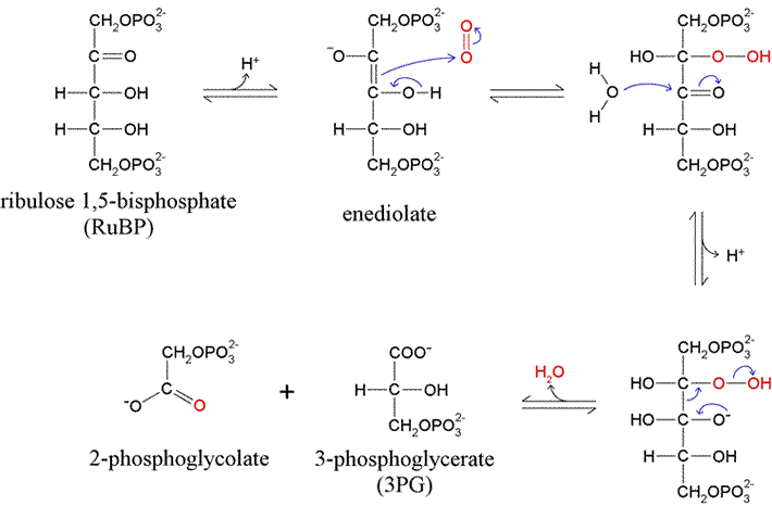 Biology Write Up Biology Articles Ribulose Bisulphate Carboxylase Occurance Function And Significance