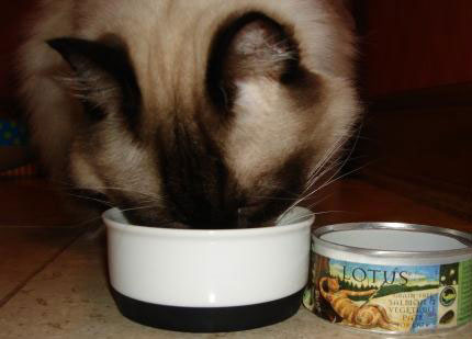 Why Is Grain Free Cat Food Good Why Is Grain Free Cat Food Good