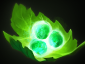 Dota 2 - Hướng dẫn Chơi Alchemist Tango_dota2