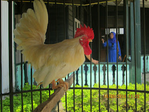 Pet Cock as a "GOOD-LUCK" omen kept in cages inside Sultans palace.