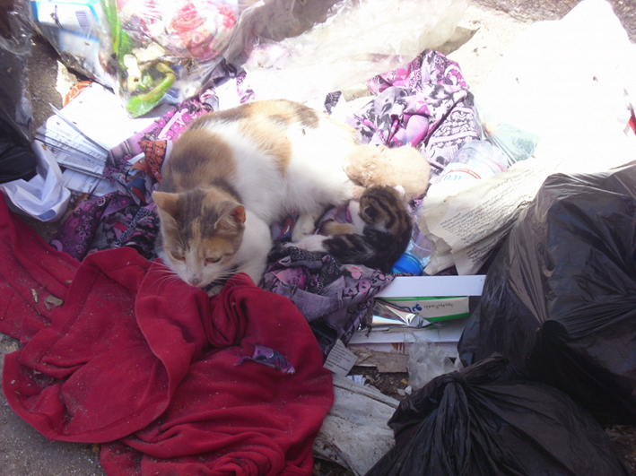 seyahatozgurluktur 1.sayfa tunusfas genel ve tunus hammamet,kartaca