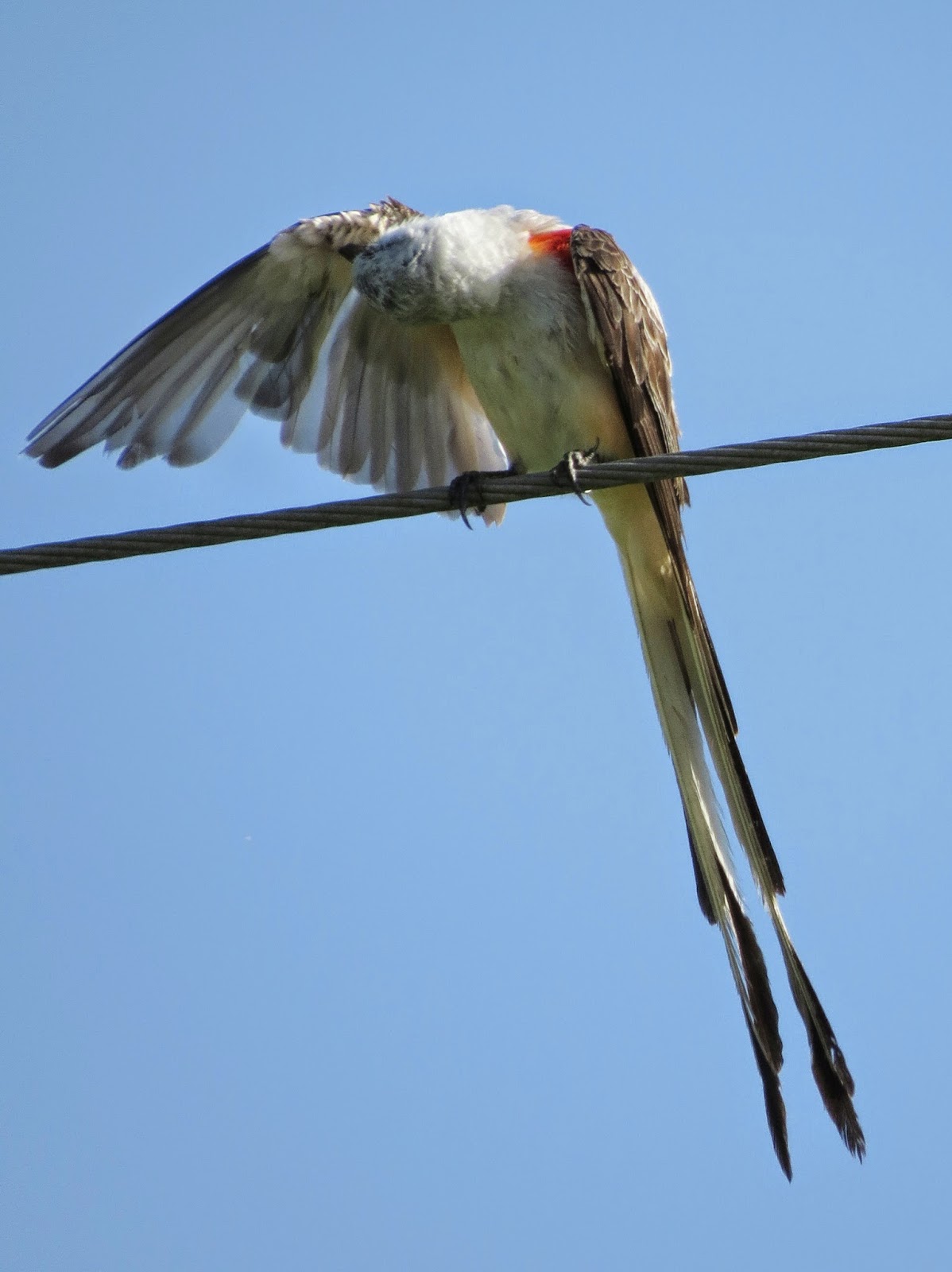 SE Texas Birding & Wildlife Watching Scissortailed Flycatchers