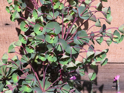 Philadelphia Flower Show Euphorbia