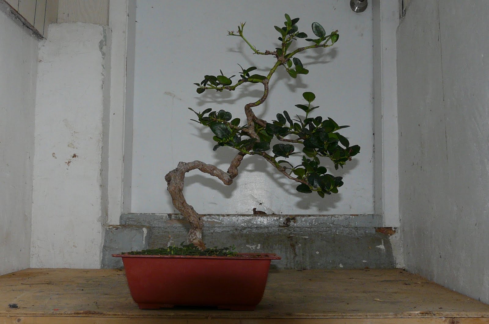 Bonsai au Québec Transformation d'un bonsai Carissa de forme cascade