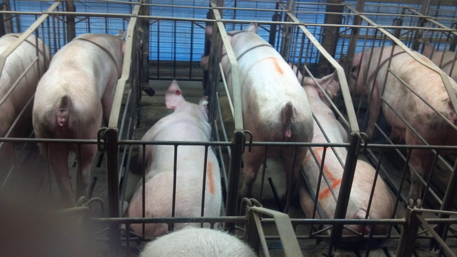Mom At The Meat Counter Pig Housing Gestation Stalls