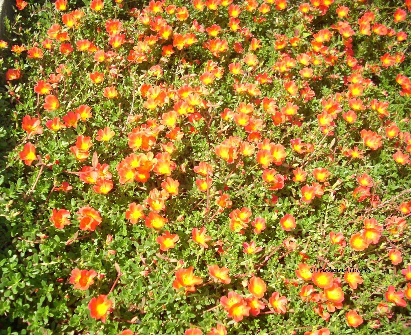 Thelmas' Tropical Garden 5 Easy To Grow Flowers In My Garden