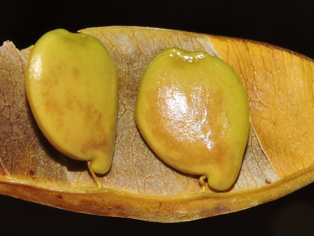 The Flowering plants (Leguminosae Fabaceae) Poeppigia