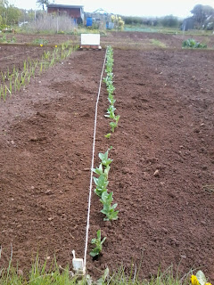 broad beans in the allotment