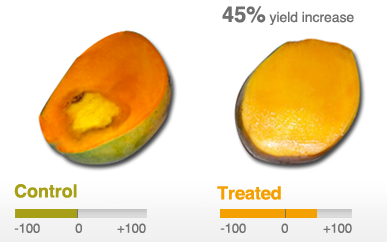 Mahendra Trivedi Energy transmission result on mango