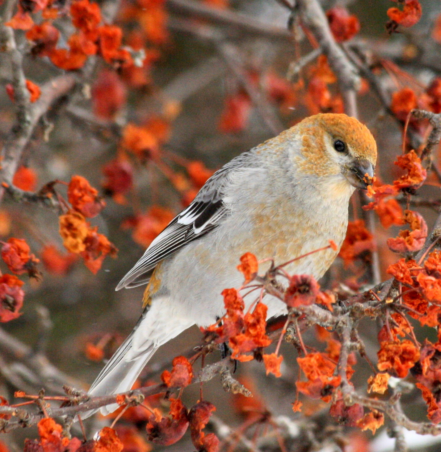 Michigan Birds & Brews Next Birds & Brews January 9, 2013