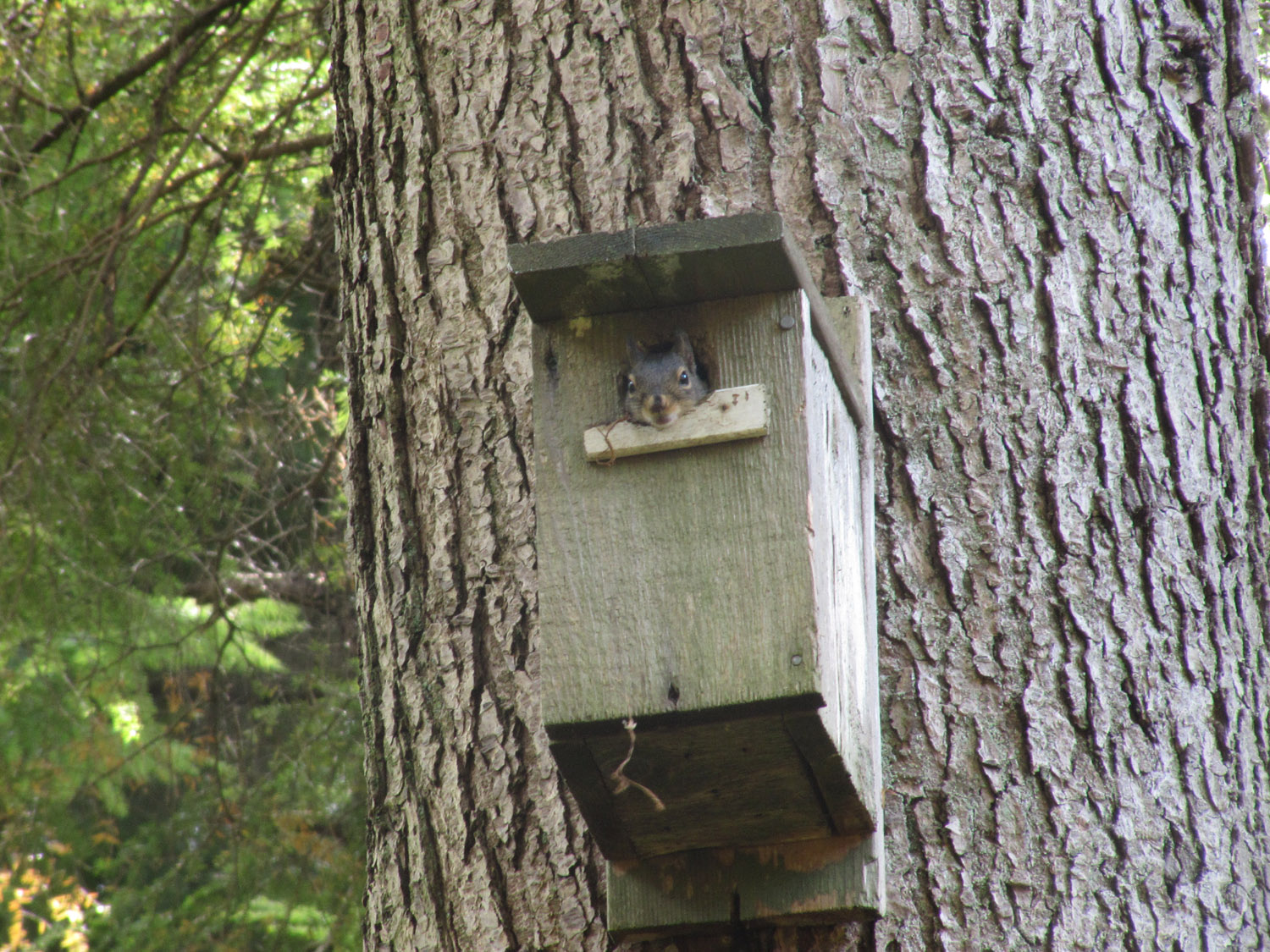 Camosun Blog Douglas Squirrels In Camosun Bog