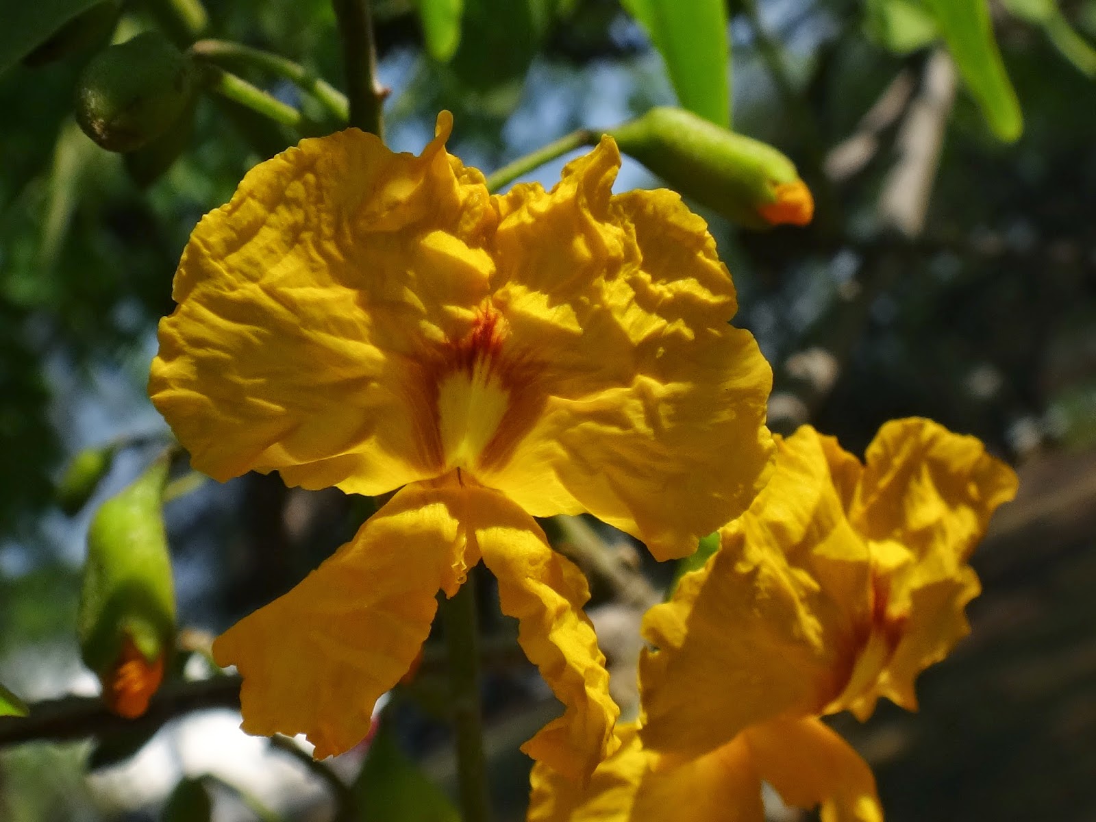 Uma flor por dia Tipuana