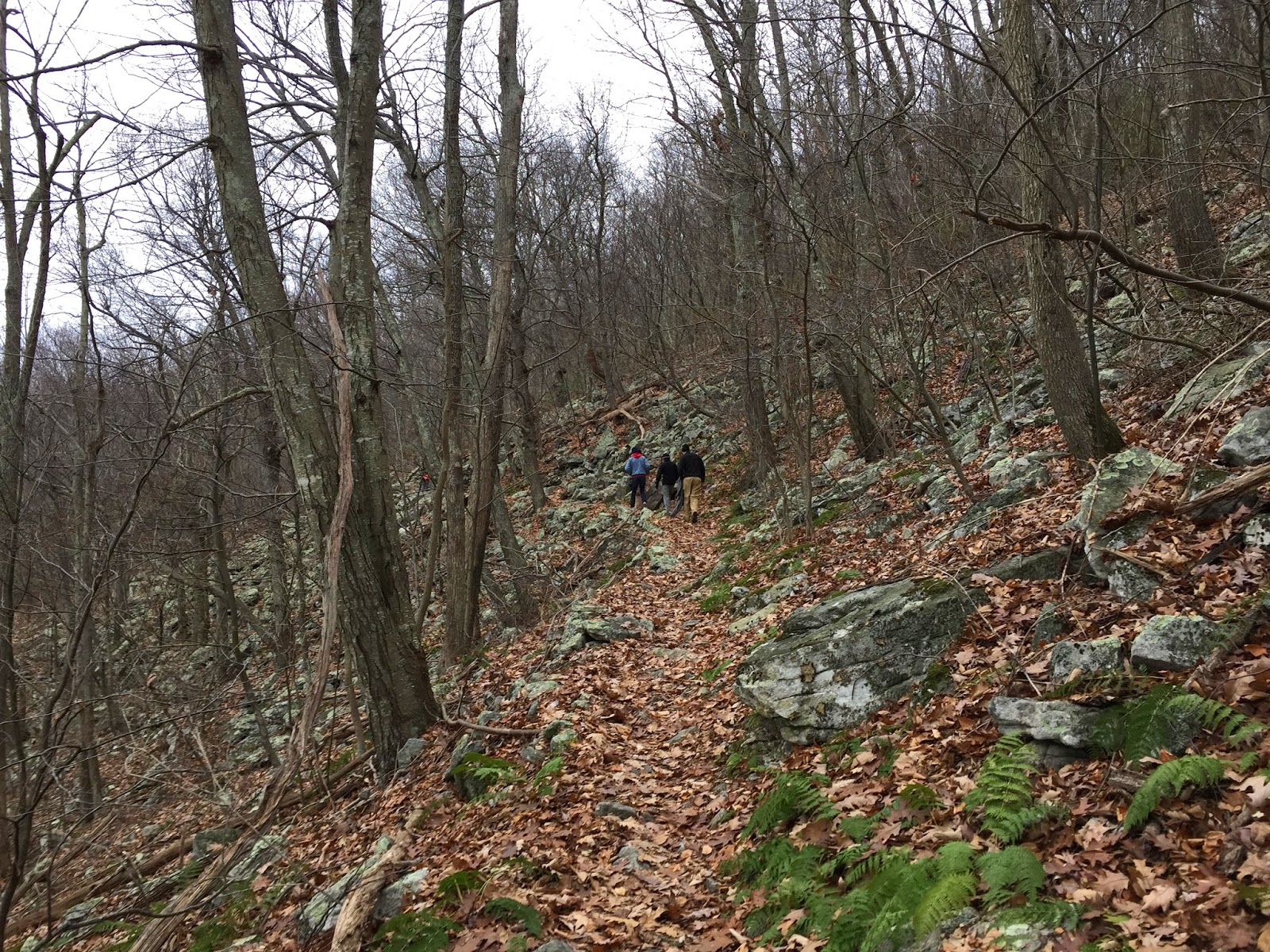 Wandering Virginia Kennedy Peak/Massanutten Mountain, November 16, 2014