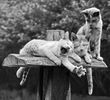 Funny Animation Cats