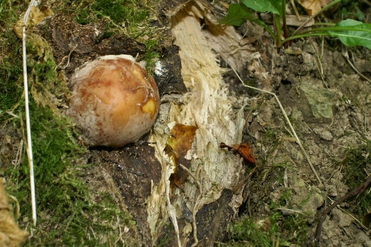 A Green and Rosie Life From Honey to Stink A Fungi Walk
