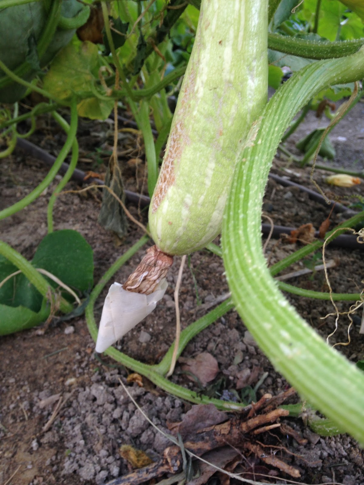 my family prepared How to Save Summer Squash Seeds