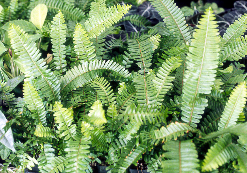 Hawaii Horticulture A Native Fern for Everyone