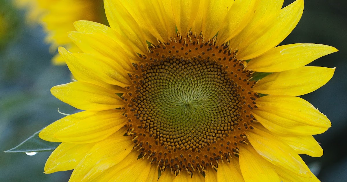 Weiner Art Sunflowers and Water Lilies!