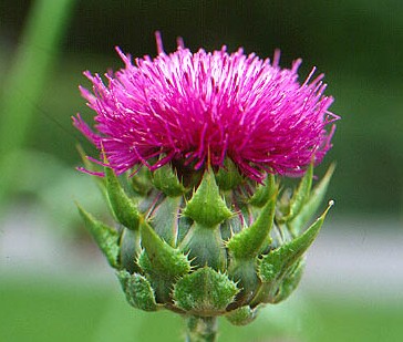 Liver Protection :: Buy MILK THISTLE.