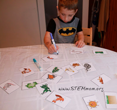 Boy using STEM Mom's Food Chain Activity Cards