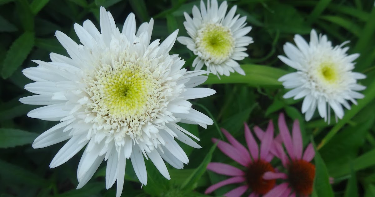 Love, Joy and Peas Shasta Daisies, Coreopsis, Sweet Peas, Marigold and Echinacea Flowers