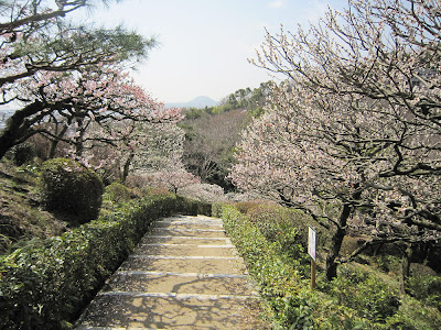 兵庫県・中山寺の梅林