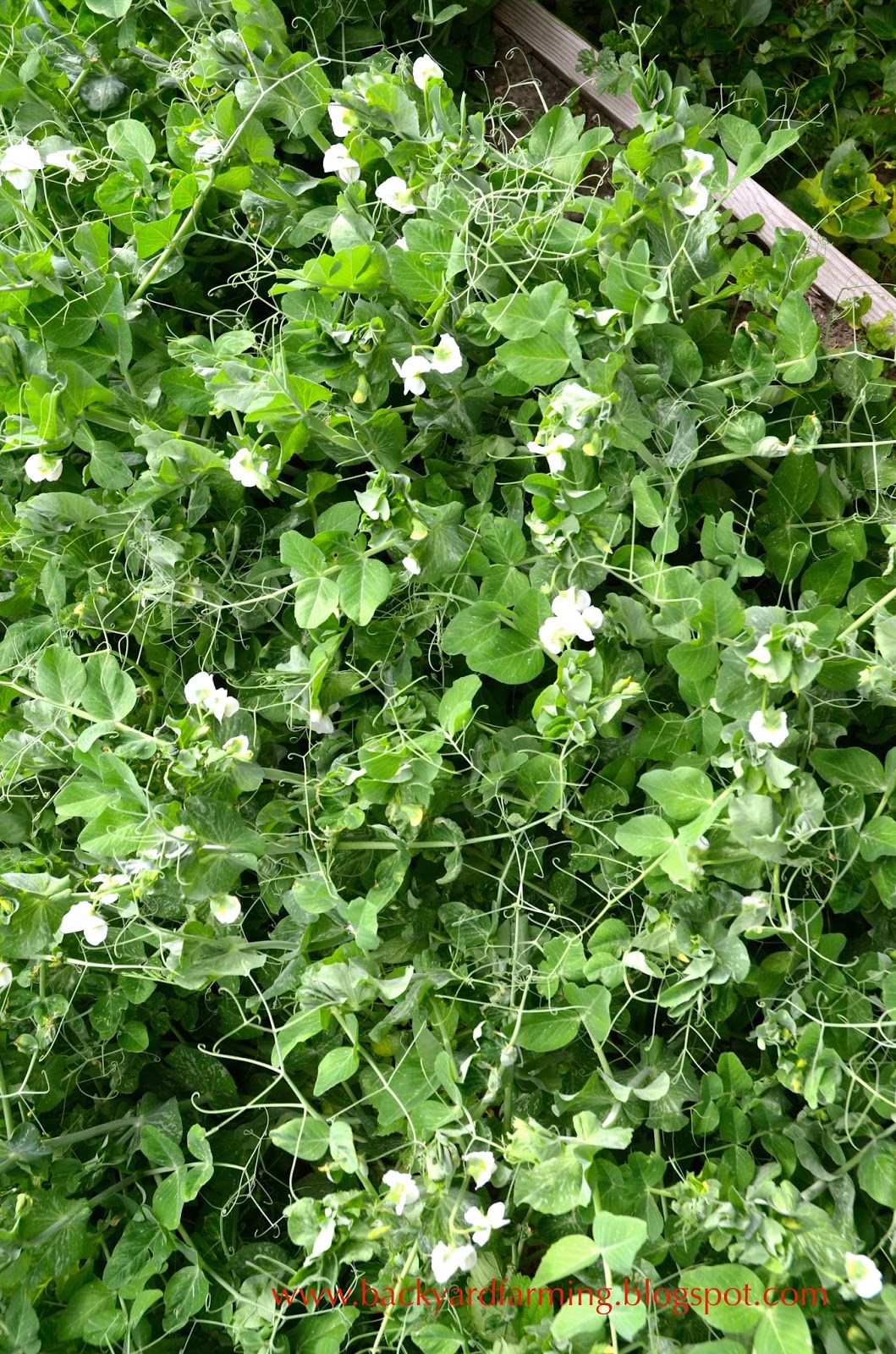 Backyard Farming How to grow peas without a trellis Backyard Farming How to grow peas without a trellis