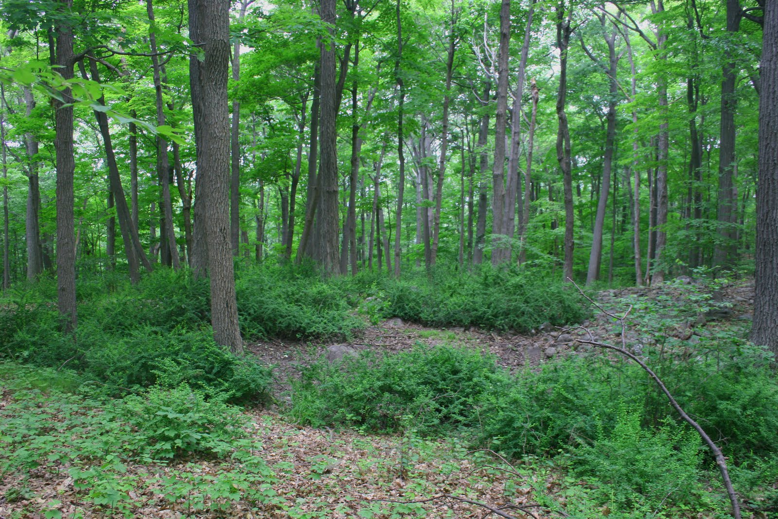 Biodiversity in Northeast NJ Ramapo Mountains National Biodiversity