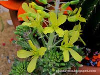 Brassica oleracea (flor)
