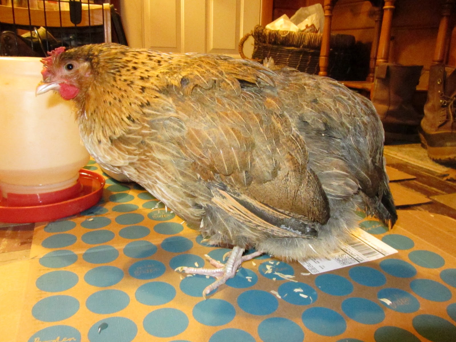 Egg yolk peritonitis Diagnosing a sick chicken