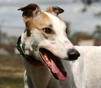 Southeastern Greyhound Adoption